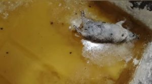 ডালডার মধ্যে ইদুর মরা